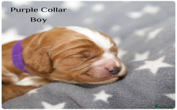 Cockapoo dogs for sale: Gorgeous Fox Red Cockapoo Puppies avail 15/12/25 - Image 25