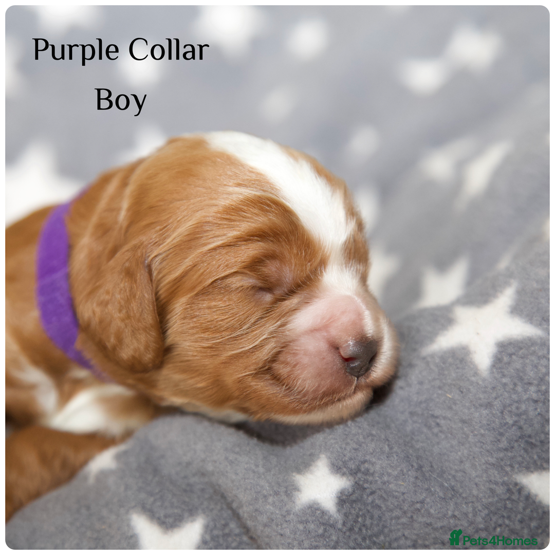 Cockapoo dogs for sale: Gorgeous Fox Red Cockapoo Puppies avail 15/12/25 - Image 25