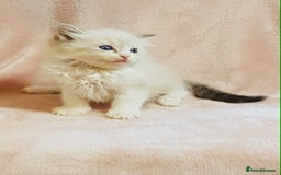 Ragdoll cats for sale: Ragdoll kittens - Image 12