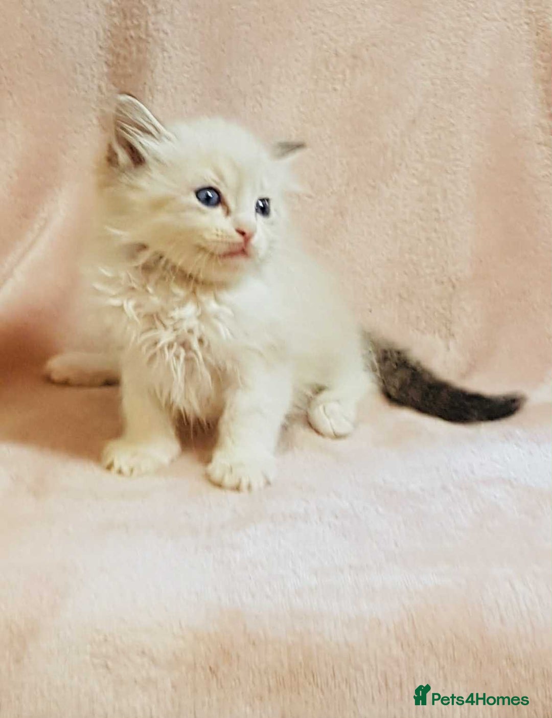 Ragdoll cats for sale: Ragdoll kittens - Image 12