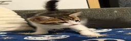 Siberian cats for sale: Ready now Gorgeous Siberian mixed kitten male  - Advert 4
