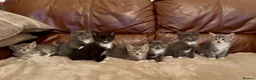 Mixed Breed cats for sale: Beautiful kittens  - Advert 9