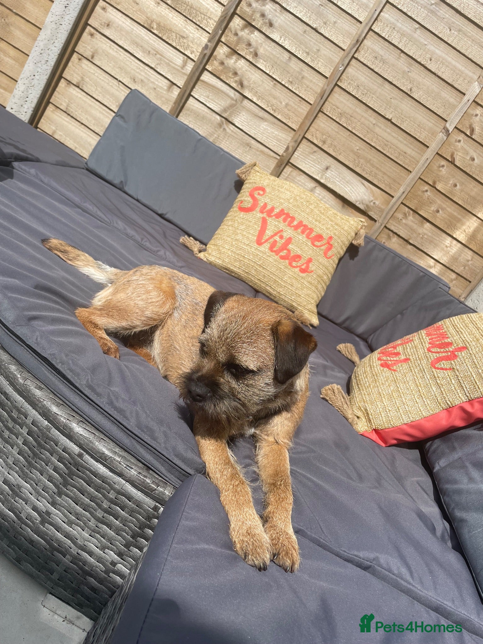 Border Terrier dogs 5 STAR Border terrier PUPS🌟 KC REG /SLEM CLEAR - Advert 10