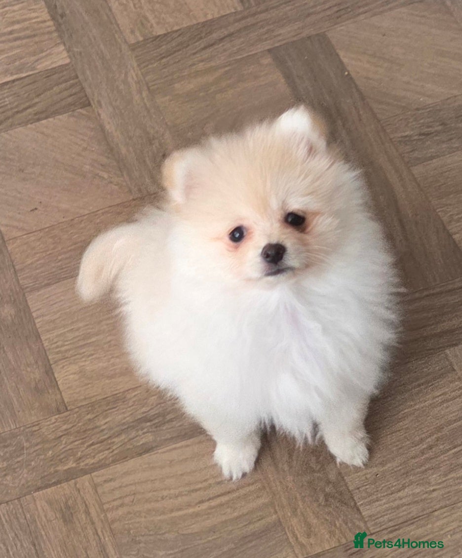Pomeranian dogs Pomeranian babies - Advert 5