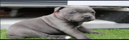 Staffordshire Bull Terrier dogs for sale: Home Well Socialized Staffy Puppies in Reading - Advert 10
