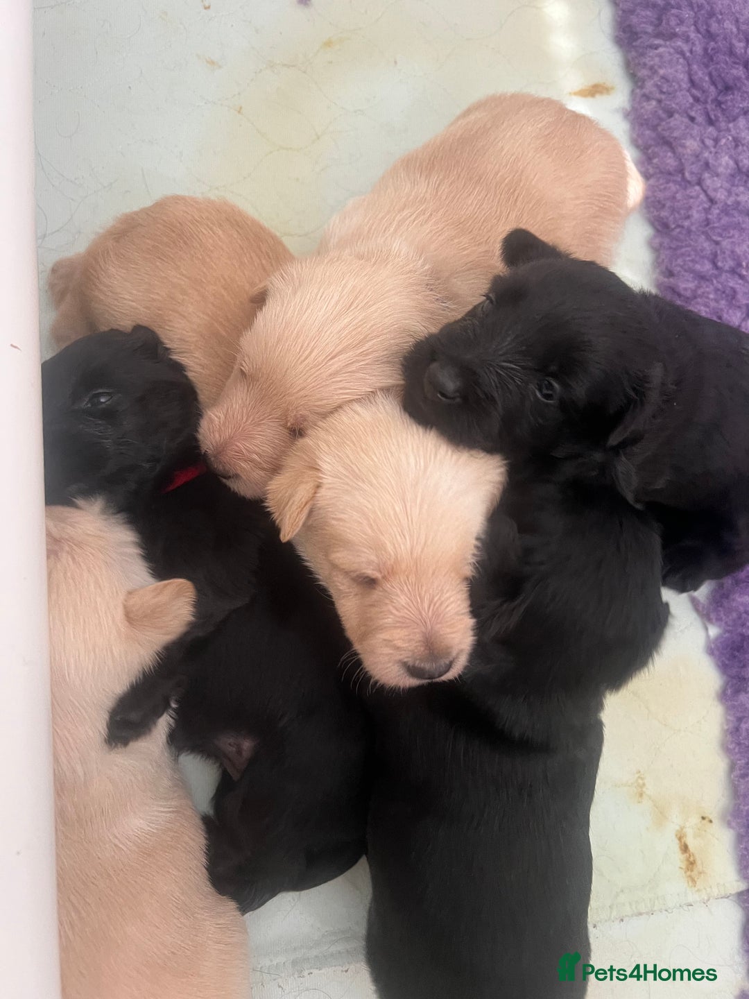 Scottish Terrier dogs for sale: Quality KC Scottish Terrier Pups  - Image 12
