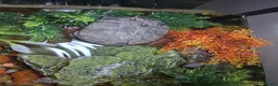 Turtle reptiles for sale: Musk Turtles in Chichester - Advert 4