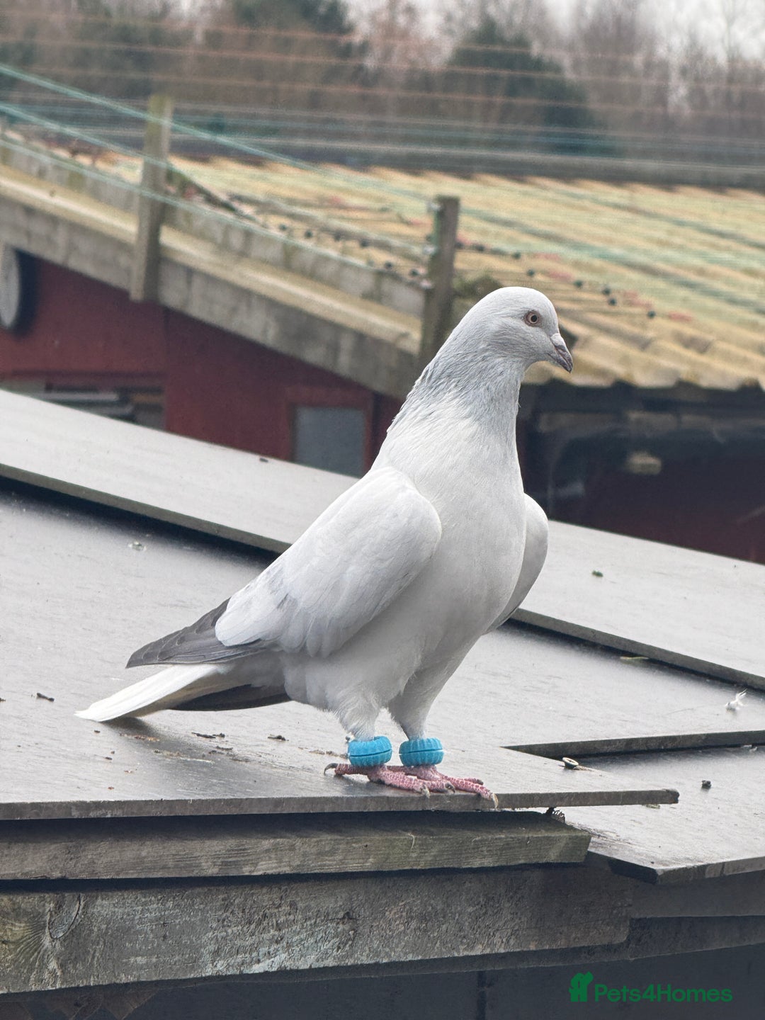 Pigeons birds for sale: Pigeons - Image 20