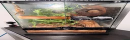 Gecko reptiles for sale: Crested gecko with full set up  - Advert 1
