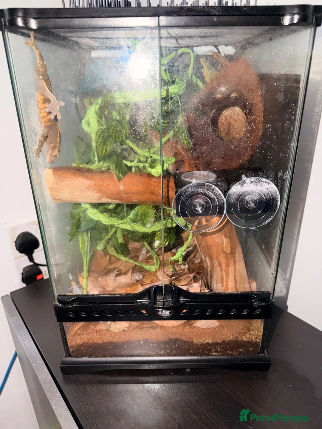 Gecko reptiles for sale: Crested gecko with full set up  - Advert 1