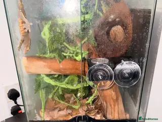Gecko reptiles Crested gecko with full set up - Advert 1