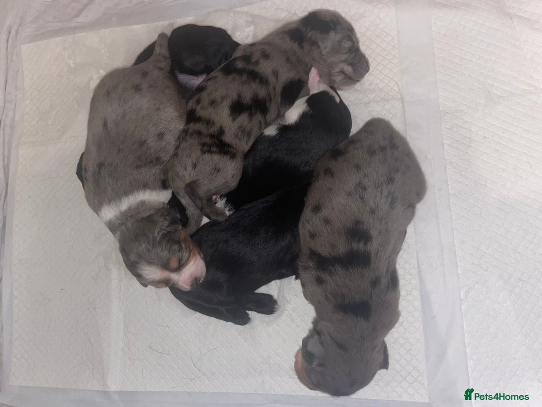 Mixed Breed dogs for sale: Sprollie Puppies  - Image 22