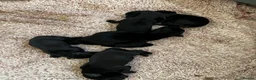 Labrador Retriever dogs for sale: Quality bred, cared for puppies. Pick of litter? - Advert 5