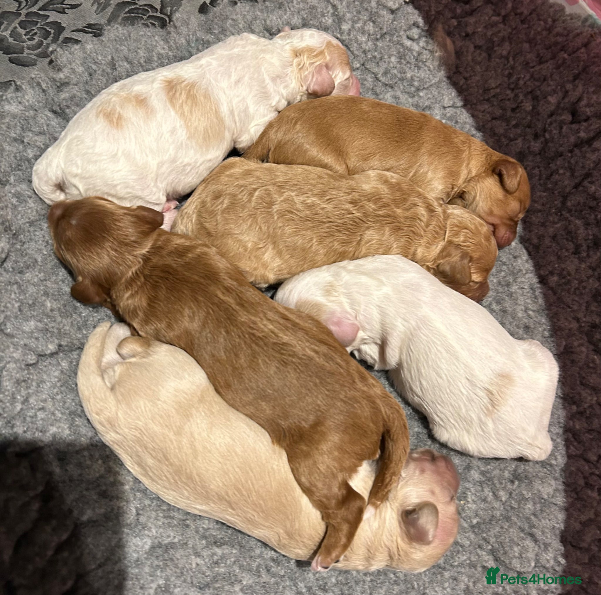 Cavapoo dogs Beautiful health tested cavapoos  - Advert 1