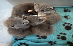 Mixed Breed cats for sale: Regular kittens - Image 10