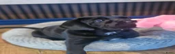Cane Corso dogs for sale: Stunning cane corso pups - Advert 4