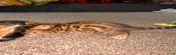 Bengal cats for sale: Stunning bengals for sell, 3 Males, 1 Female - Advert 16