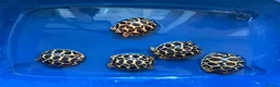 Tortoise reptiles for sale: Baby Indian star tortoise ready now UK captivebred - Advert 7