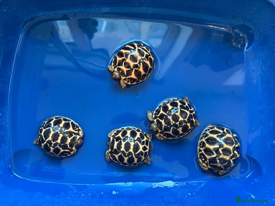 Tortoise reptiles for sale: Baby Indian star tortoise ready now UK captivebred - Advert 7