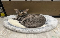 Arabian Mau cats for sale: Arabian mau - Image 1