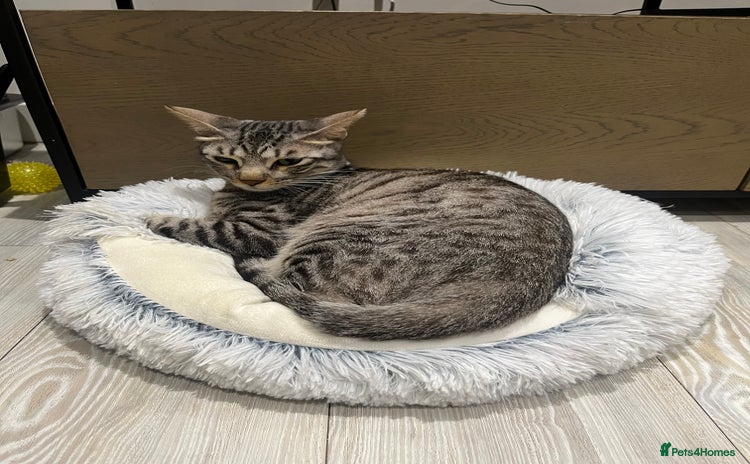 Arabian Mau cats - Advert 2