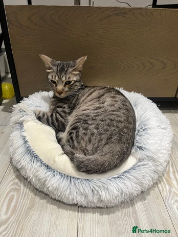 Arabian Mau cats - Advert 2