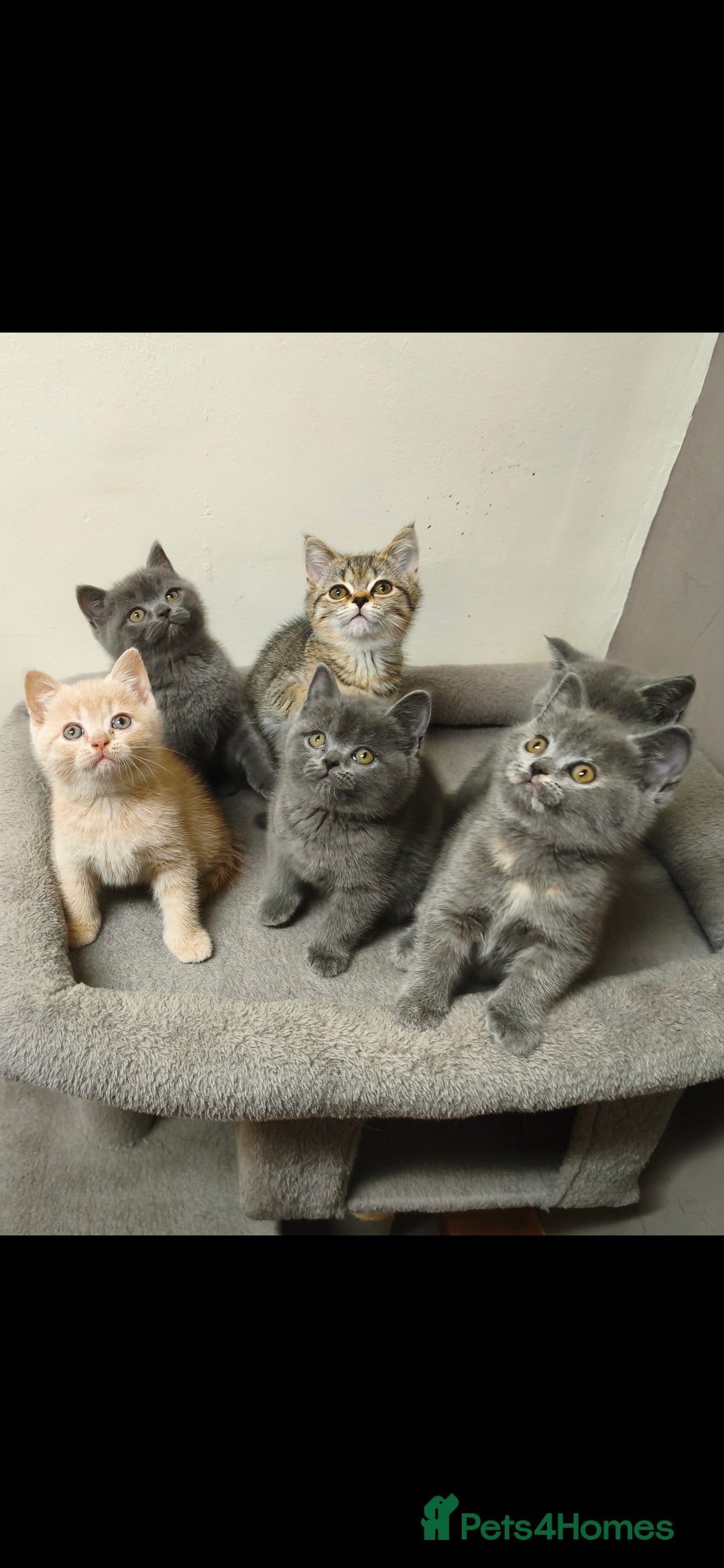 British Shorthair cats for sale: British Shorthair Kittens Imported Parents  - Advert 26