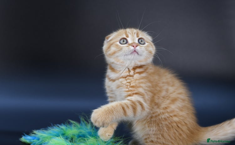 Scottish Fold cats LICENSED CATTERY, PURE BREED TOP QUALITY KITTENS - Advert 16