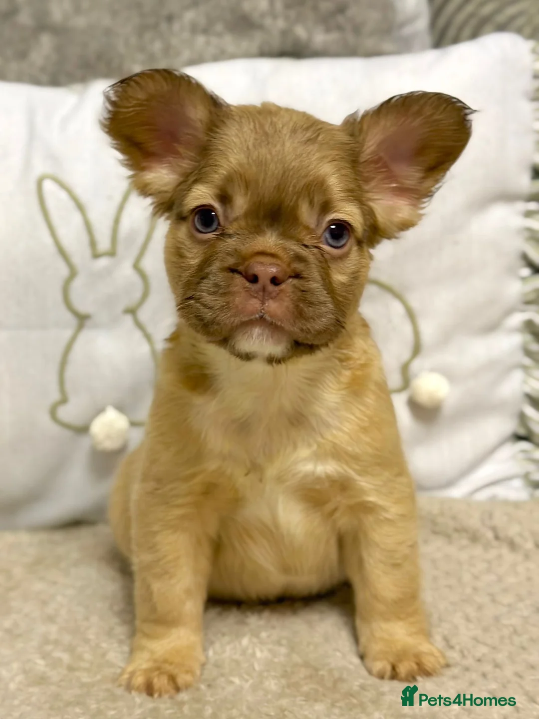 French Bulldog dogs for sale: Kc fluffy French bulldogs ( READY NOW ) - Advert 2