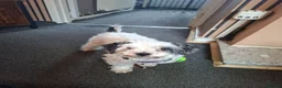 Cockapoo dogs for sale: Georgous male cockerpoo in Chesterfield - Advert 7