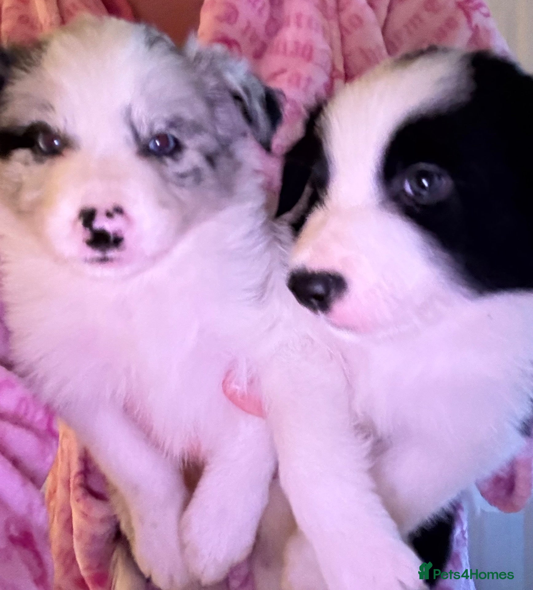 Border Collie dogs for sale: Long coated pure bred collie puppies blue merles l - Advert 1