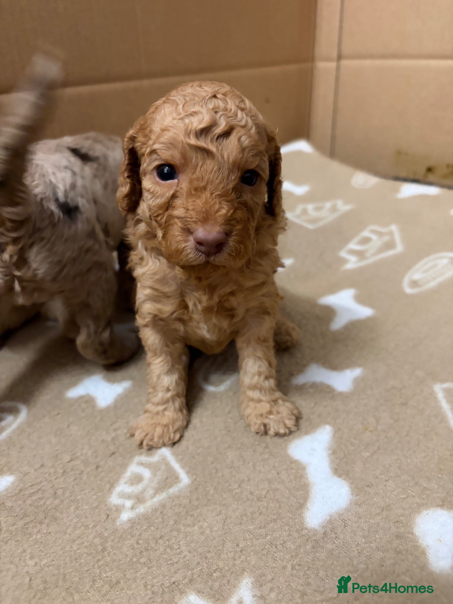 Cockapoo dogs Miniature Cockapoo Puppies - Advert 13