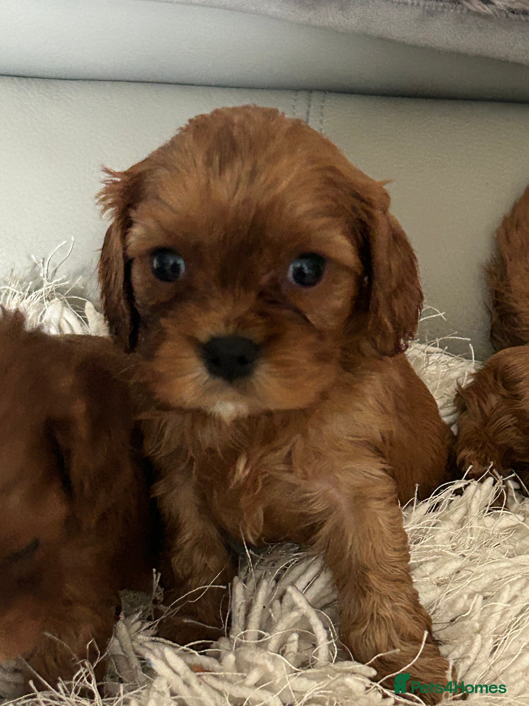 Cavalier King Charles Spaniel dogs for sale: Exquisite Cavalier King Charles puppies KC reg - Image 18