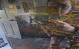 Angelfish fish for sale: Various fish - Image 2