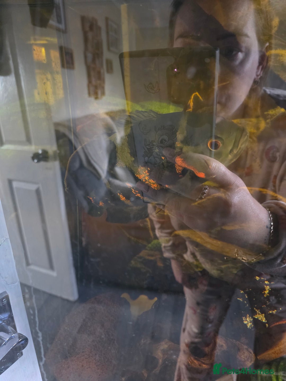 Angelfish fish for sale: Various fish - Image 2