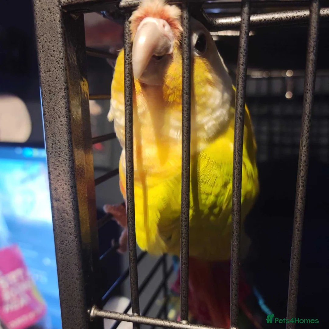 Conures birds for sale: Rehoming Max - Advert 3