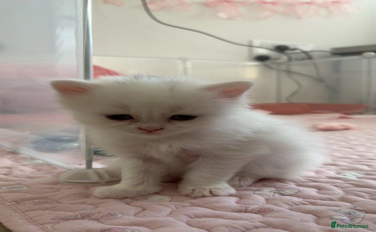 Ragdoll cats - Advert 3