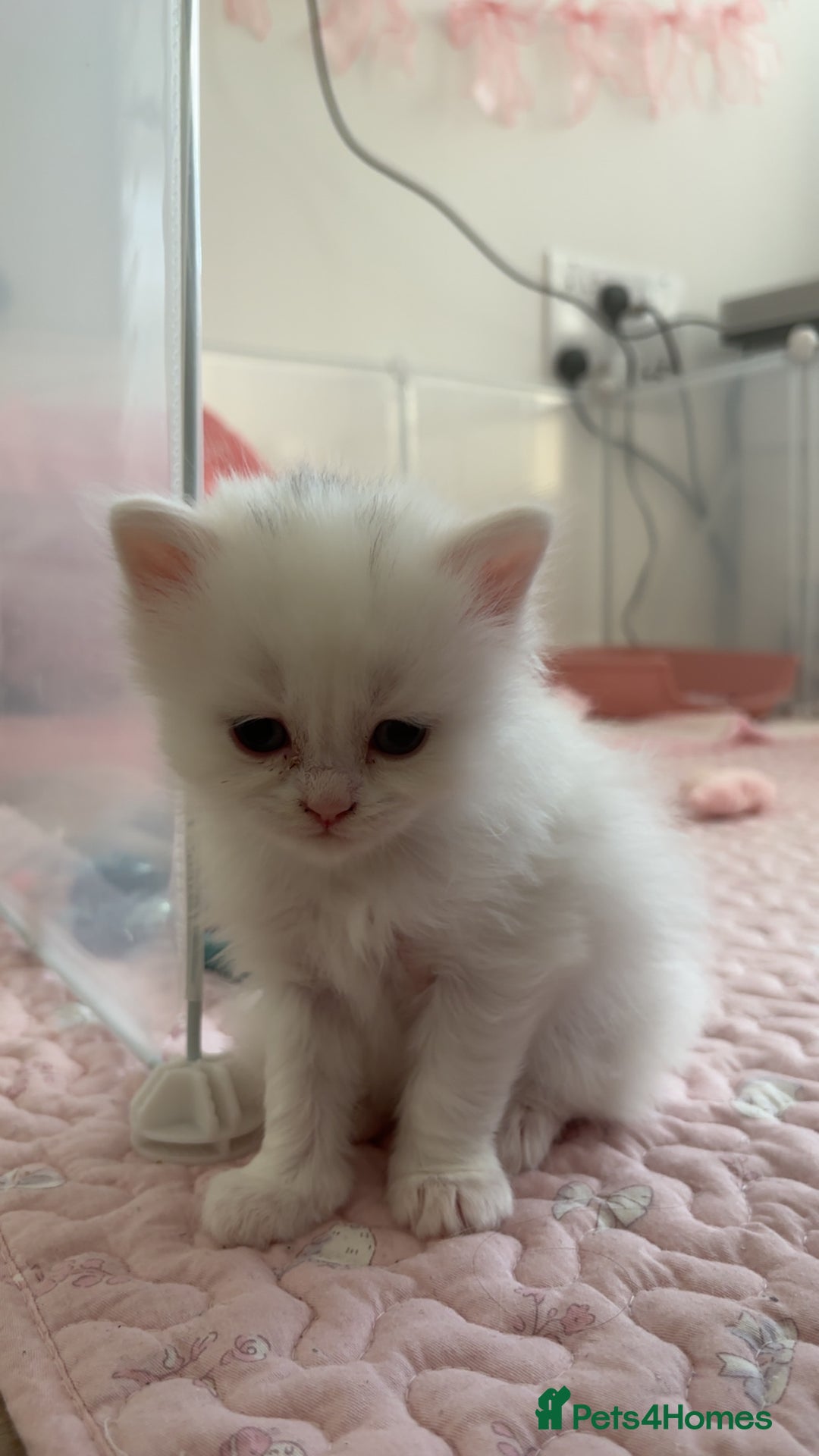 Ragdoll cats for sale: LAST KITTEN LEFT 🎀 - Image 1