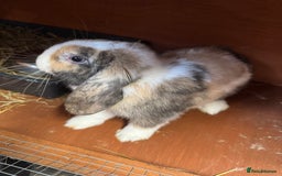 Mini Lop rabbits for sale: 2 male mini lops  - Image 5