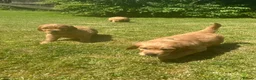 Mixed Breed dogs for sale: Golden Irish  - Advert 3