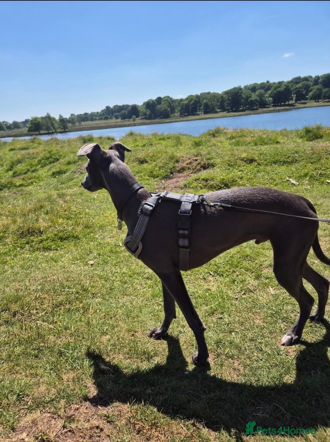 Whippet dogs for stud: Terry - KC Registered Blue Whippet Stud - Image 4