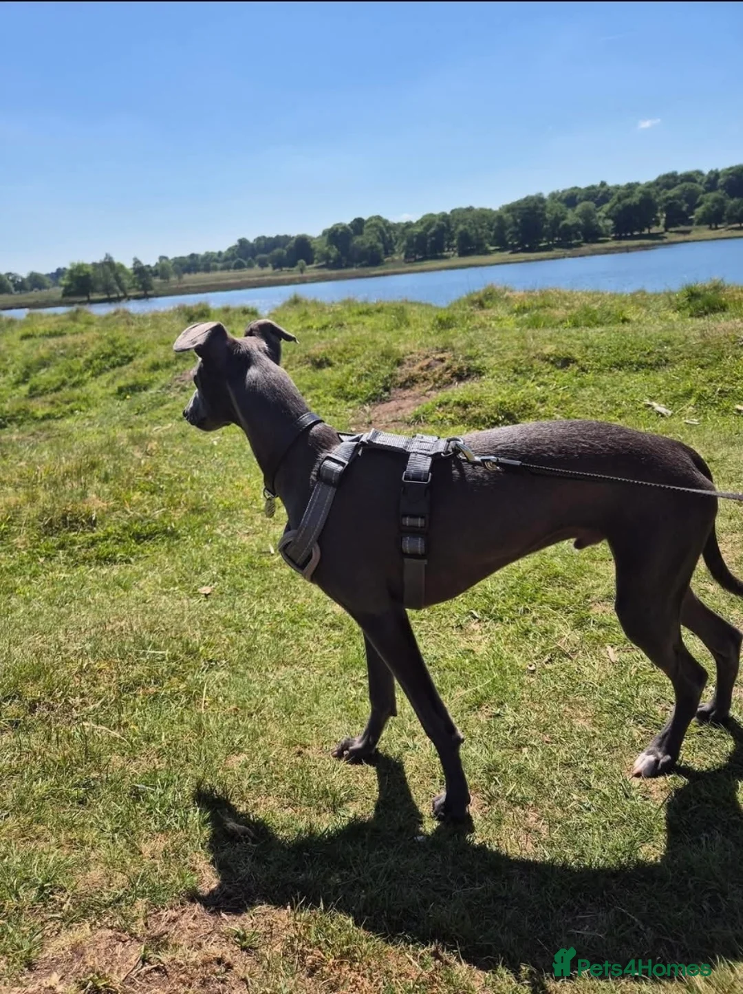 Whippet dogs for stud: Terry - KC Registered Blue Whippet Stud - Advert 5