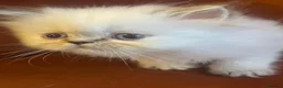 Persian cats for sale: Beautiful PURE Persian Kittens 5 Available  🐾❤️ - Advert 26