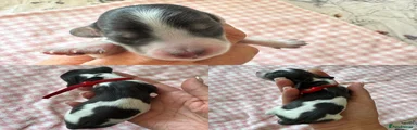 Blue Piebald Long Haired Miniature Dachshund