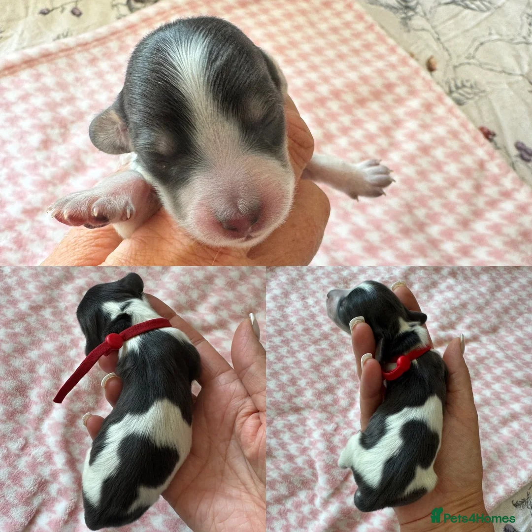Miniature Dachshund dogs for sale: Blue + Tan Piebald Long Haired Miniature Dachshund - Advert 11