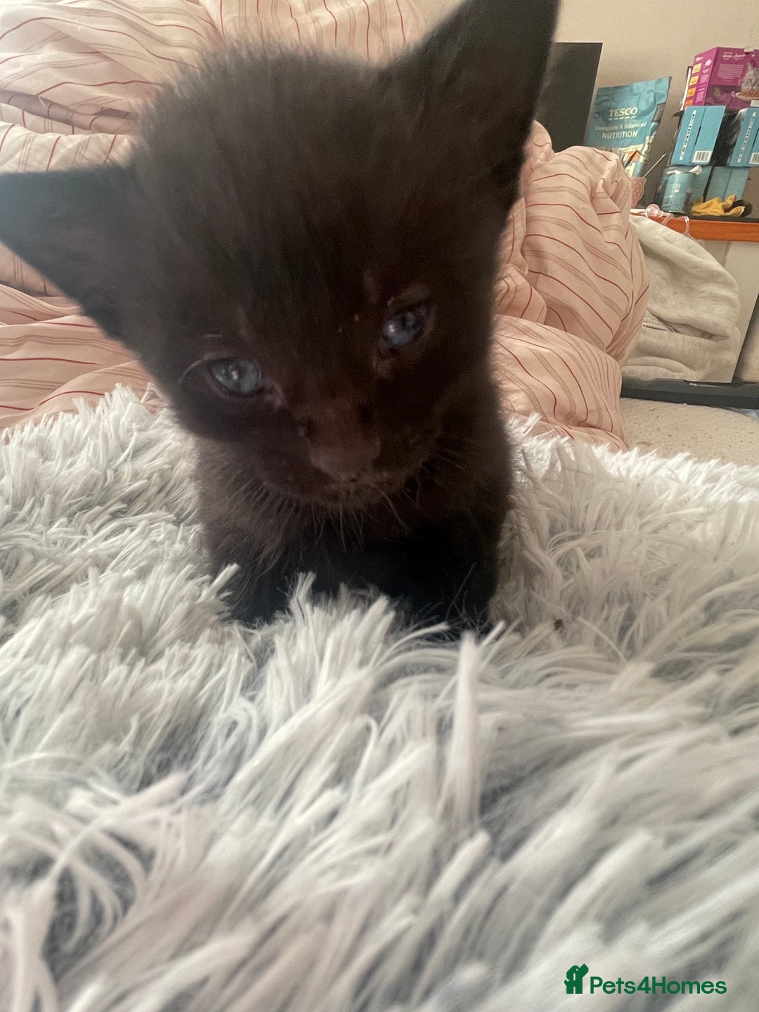 Mixed Breed cats for sale: Mixed kitten  - Advert 10