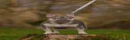 French Bulldog dogs for stud: French Bulldog Stud 🔥 The Next Generation - Advert 16