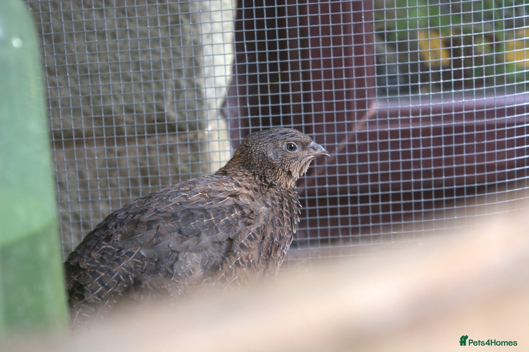 Mixed Breed birds for sale: Coturnix Quail – POL Hens -Various colours  - Advert 4