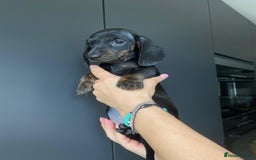 Dachshund dogs for sale: Miniature dachshund puppies - Image 5