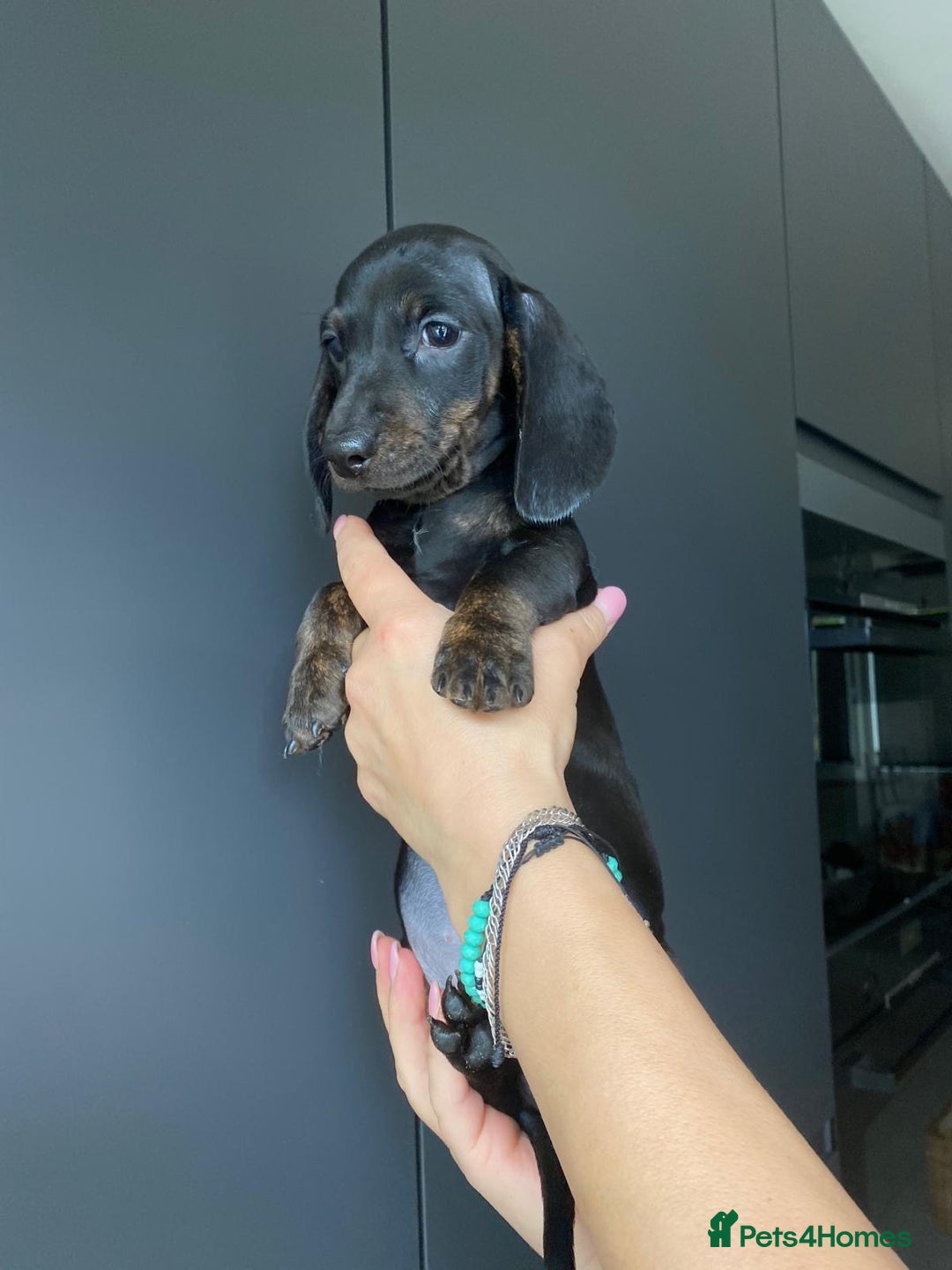 Dachshund dogs for sale: Miniature dachshund puppies - Image 5